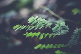 揭秘植物保护学报，守护绿色生命的科学密码