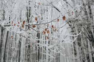 石家庄大雪，冬日里的美丽与挑战